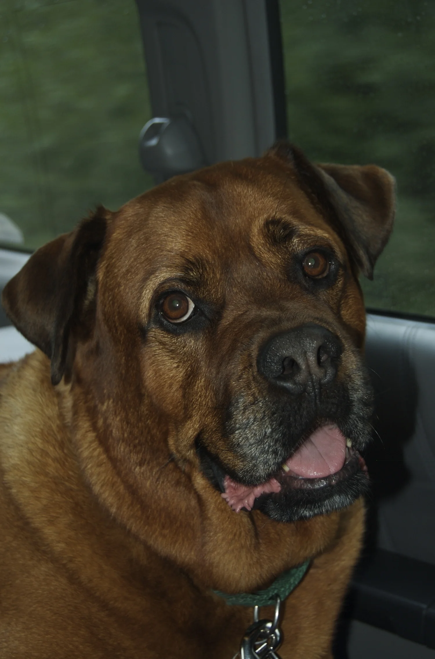 2 Million Dogs - Puppy Up! Walk