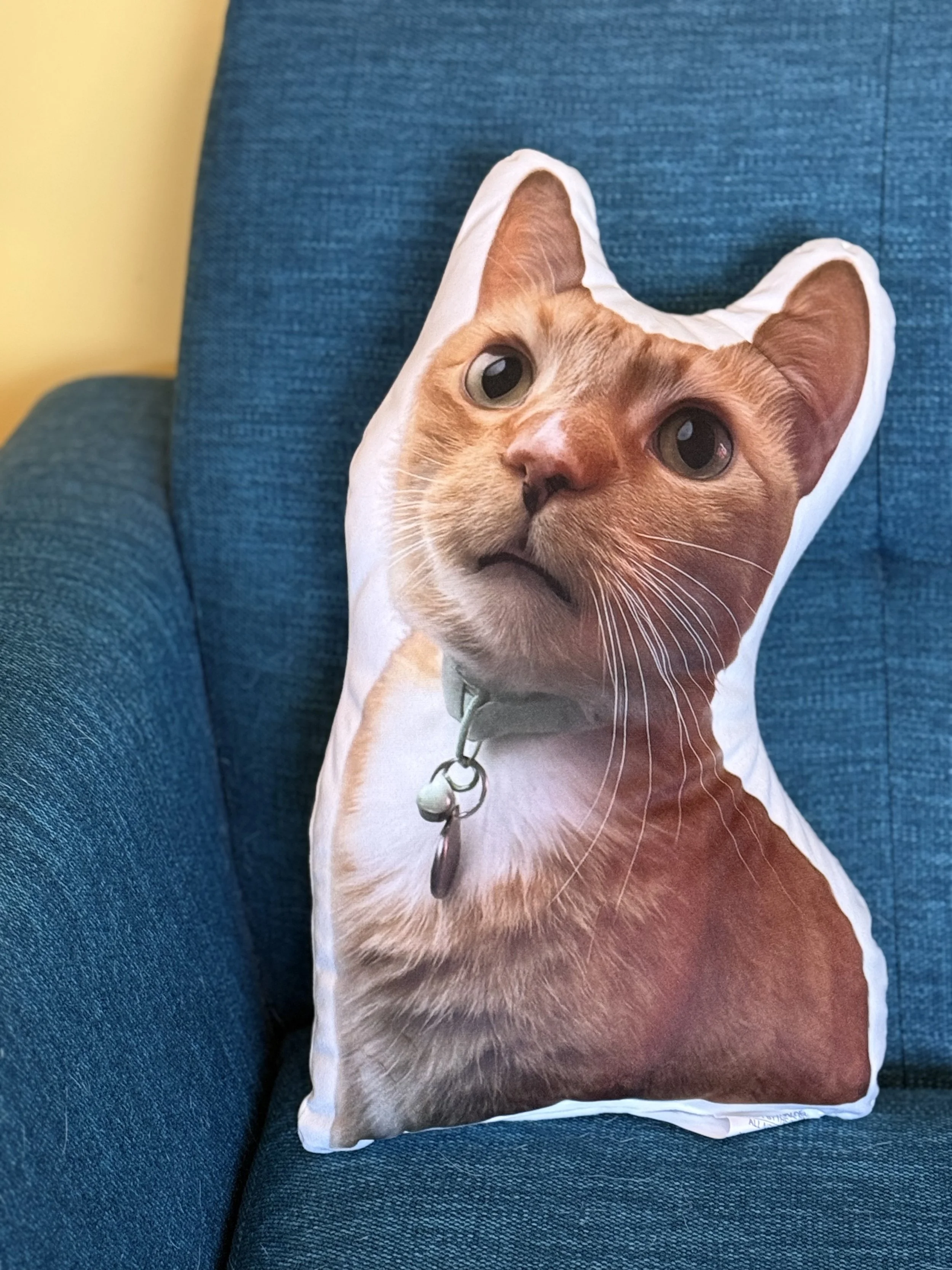 cutout cat web photo.jpg