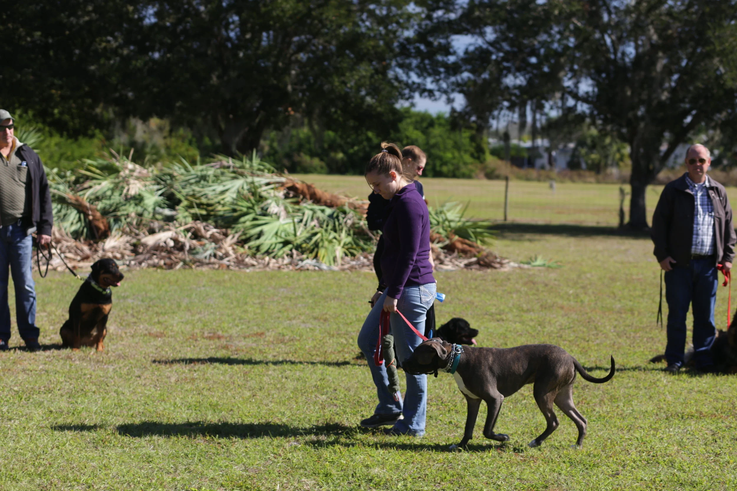 solid k9 training jeff gellman