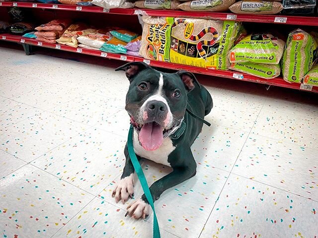Tux proofing his obedience in a public store for the very first time. Tux struggles with massive anxiety and reactivity toward dogs. By teaching Tux how to be neutral and patterning a calm state of mind, we will be able to open up his world. Tux isn&