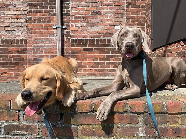 Cotton and Bauer our on their daily training excursion. It&rsquo;s so important that you put The basic commands out in the real world around distractions