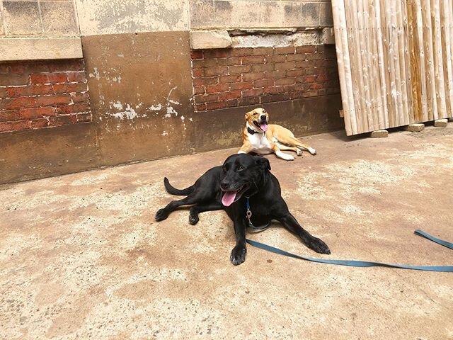 Hazel and Loki hanging out in social. Hazel used to be extremely dog aggressive, but through lots of training she has learned how to be calm and neutral around dogs. She goes home this week and we&rsquo;re so excited for her and her family.