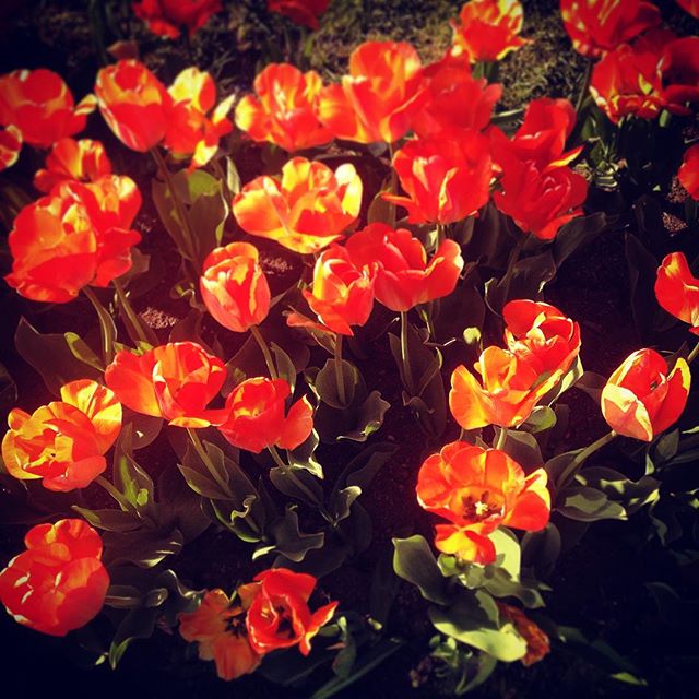 Post of the day! #bostoncommon #flowers #tulips