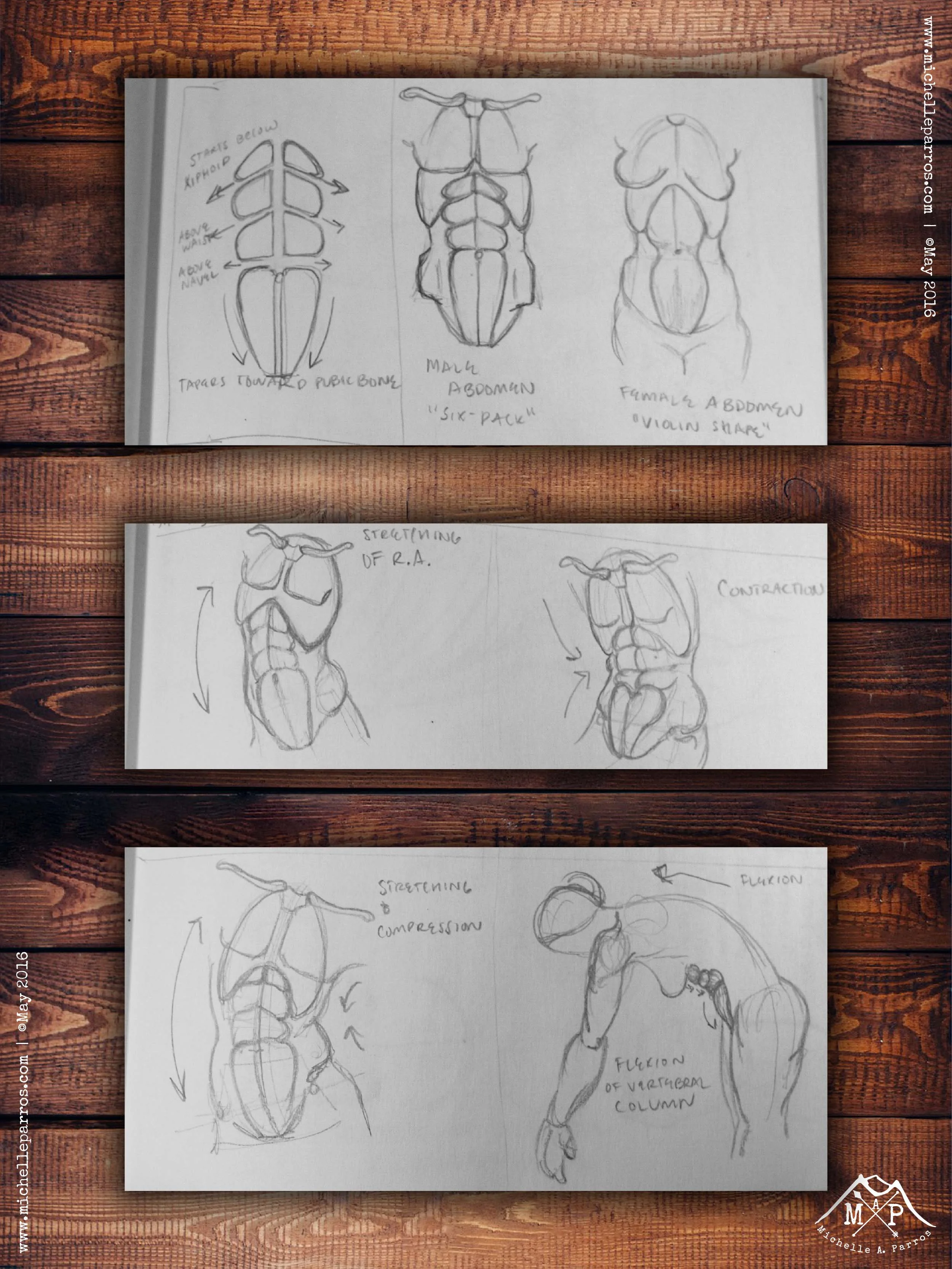My study-sketch from Classic Human Anatomy by Valerie L. Winslow