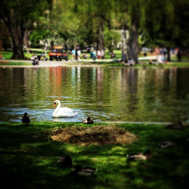 Pretty pretty swan with duck courtiers! #swan #nature #bostoncommon