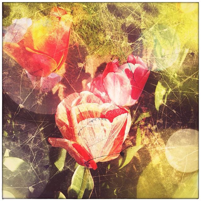 Fun with the Repix app - I call this Tulip Re-Mix #flowers