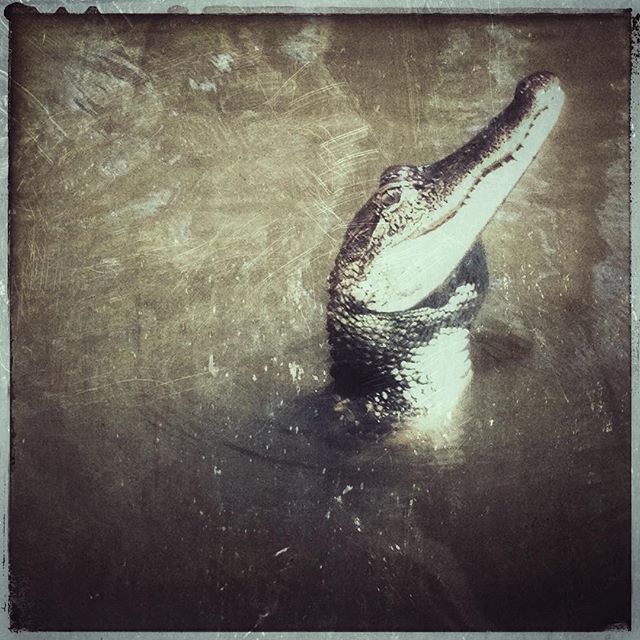 See you later alligator 🐊. #neworleans #bayou #swamp #alligator #animal #nature