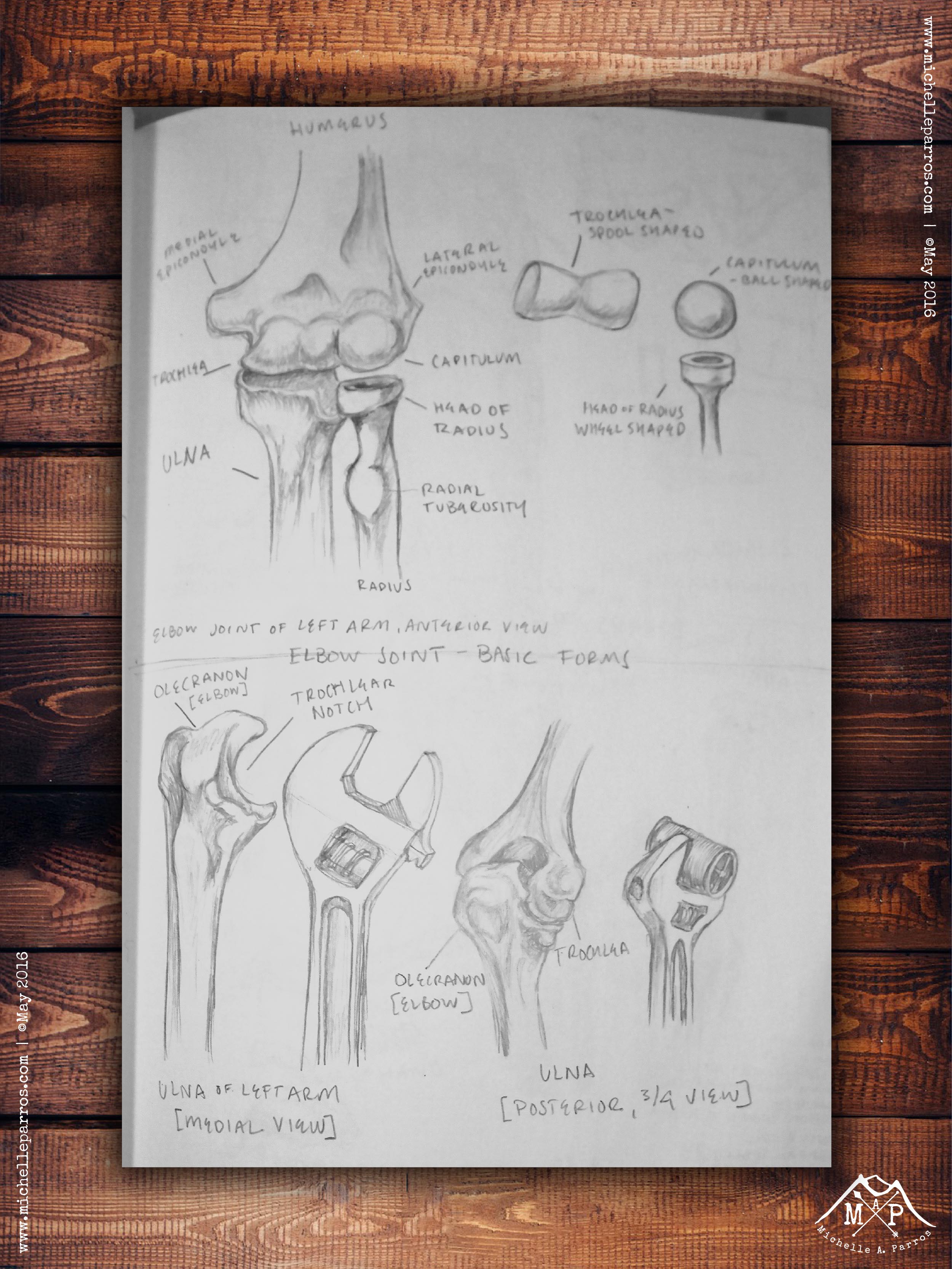 Study-sketch from Classic Human Anatomy by Valerie L. Winslow