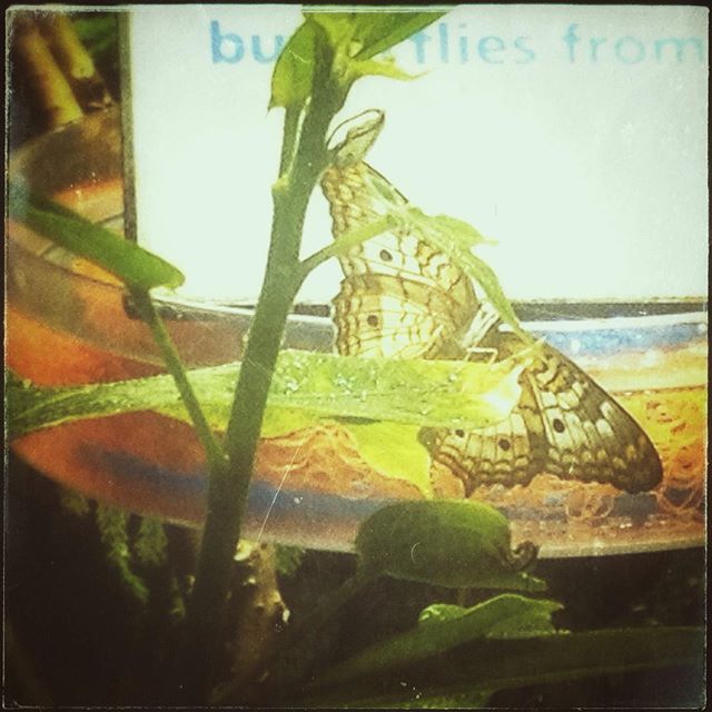 Butterflies!!! #butterfly #nature