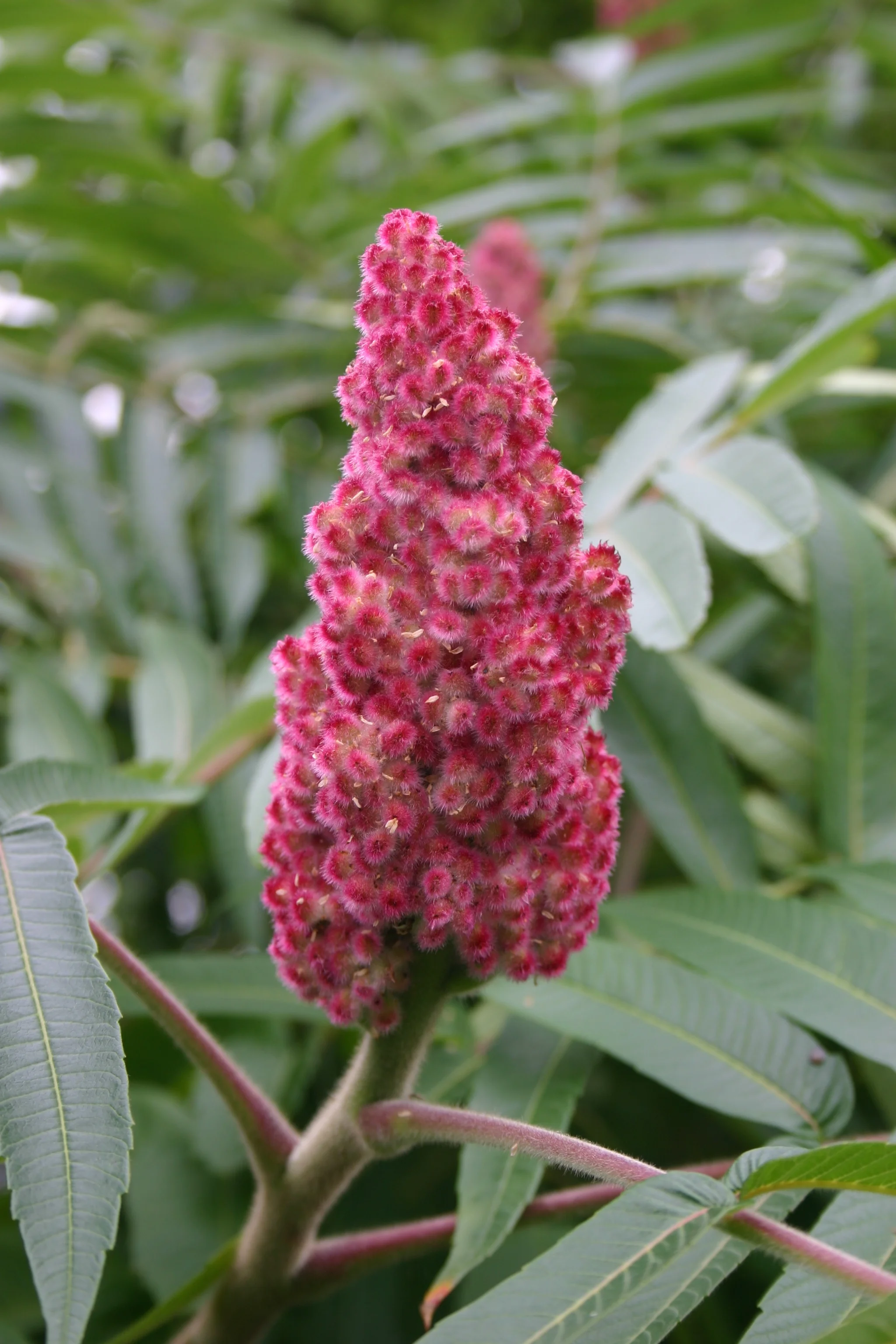 On the Park Loop Road in Acadia National Park, Maine