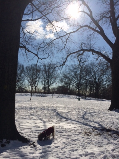 A sunny, sub-zero walk at the park.