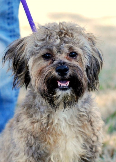 Portrait of Bear (formerly Giles) via his Petfinder Listing . 
