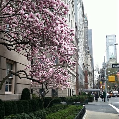 Spring on Fifth Ave - Photocred: Yours Truly