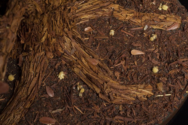 Tea Tree, detail II