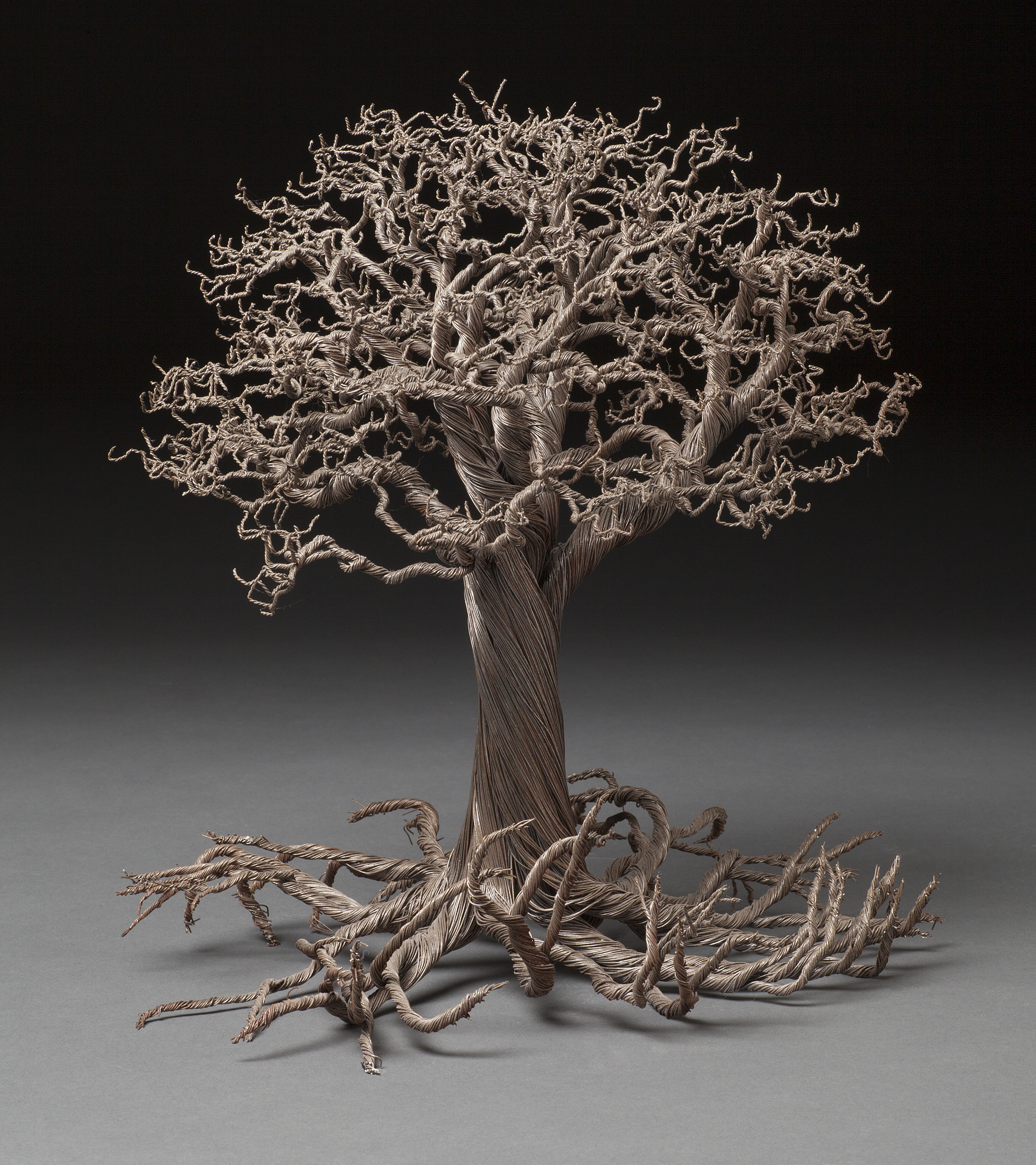 Oak, second view