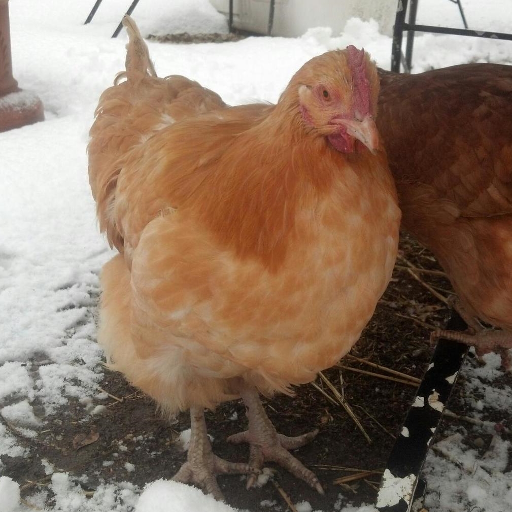 Chicken taxis are slow and unreliable.