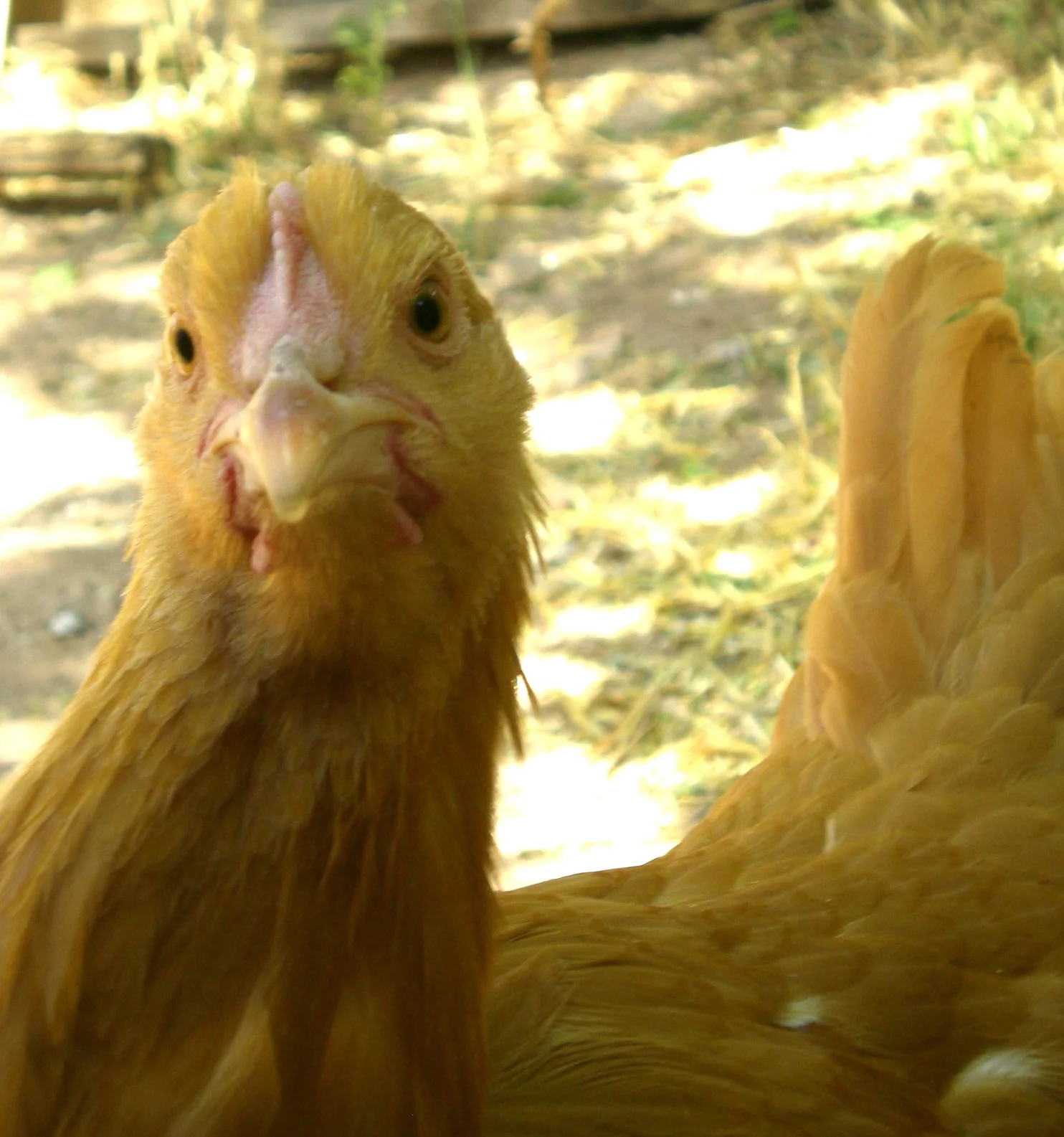 Are your mealworms organic?