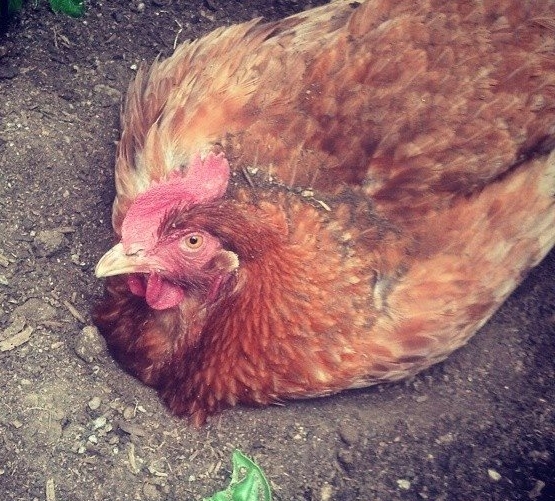 A chicken enjoys a relaxing dirt bath.
