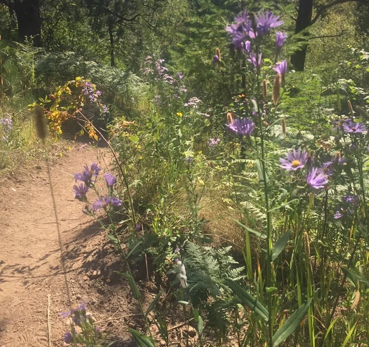 Green bear trail, my favorite in Boulder. 