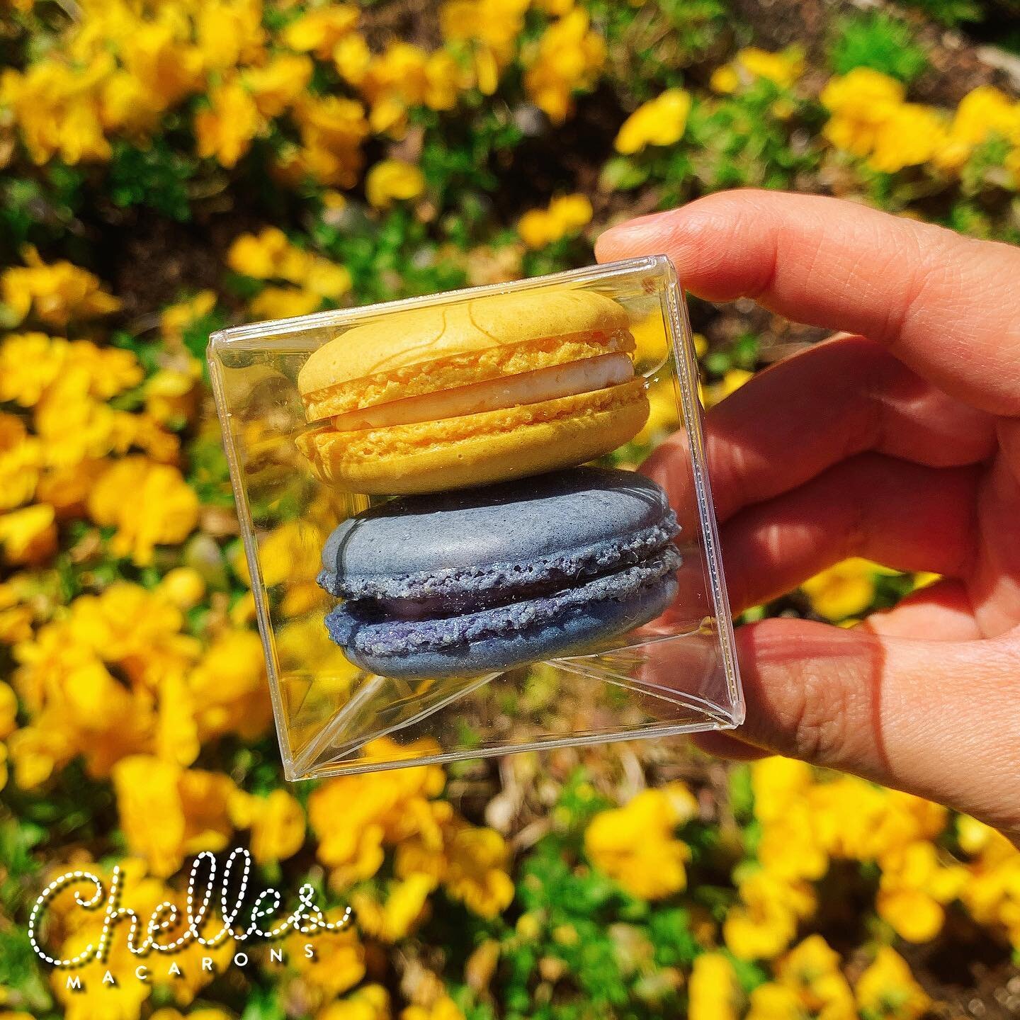 A sunny Sunday morning hanging out with our lovely lemon and lemon berry macarons ! 🤩 

#ChellesMacarons #macaron #frenchmacarons #bakery #baking #foodie #sweettooth #cookies #dallasfoodie #instafood #instagood #dessert #macaronlove #patisserie #mac
