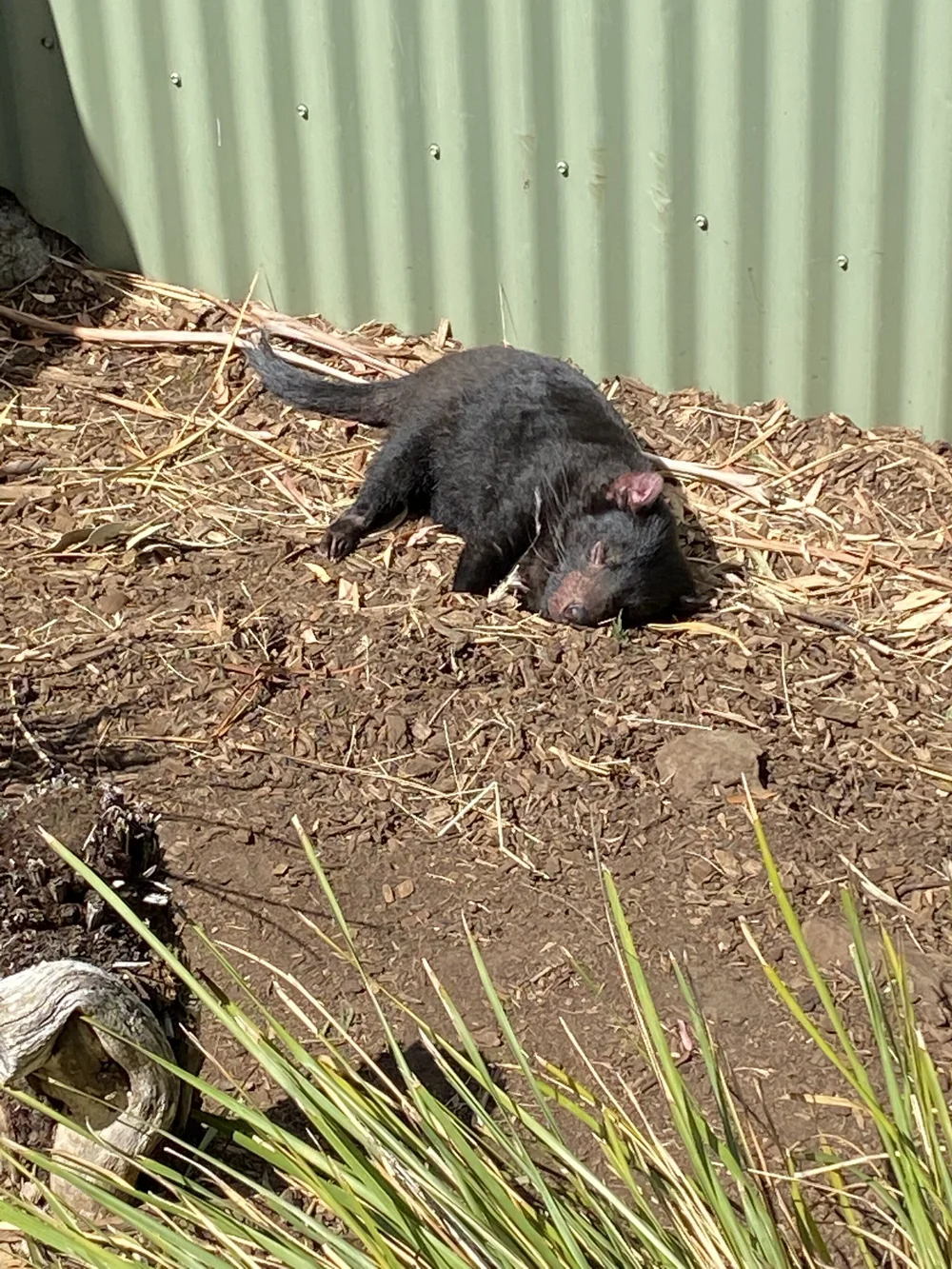 Wildlife Conservation Tasmania Australia