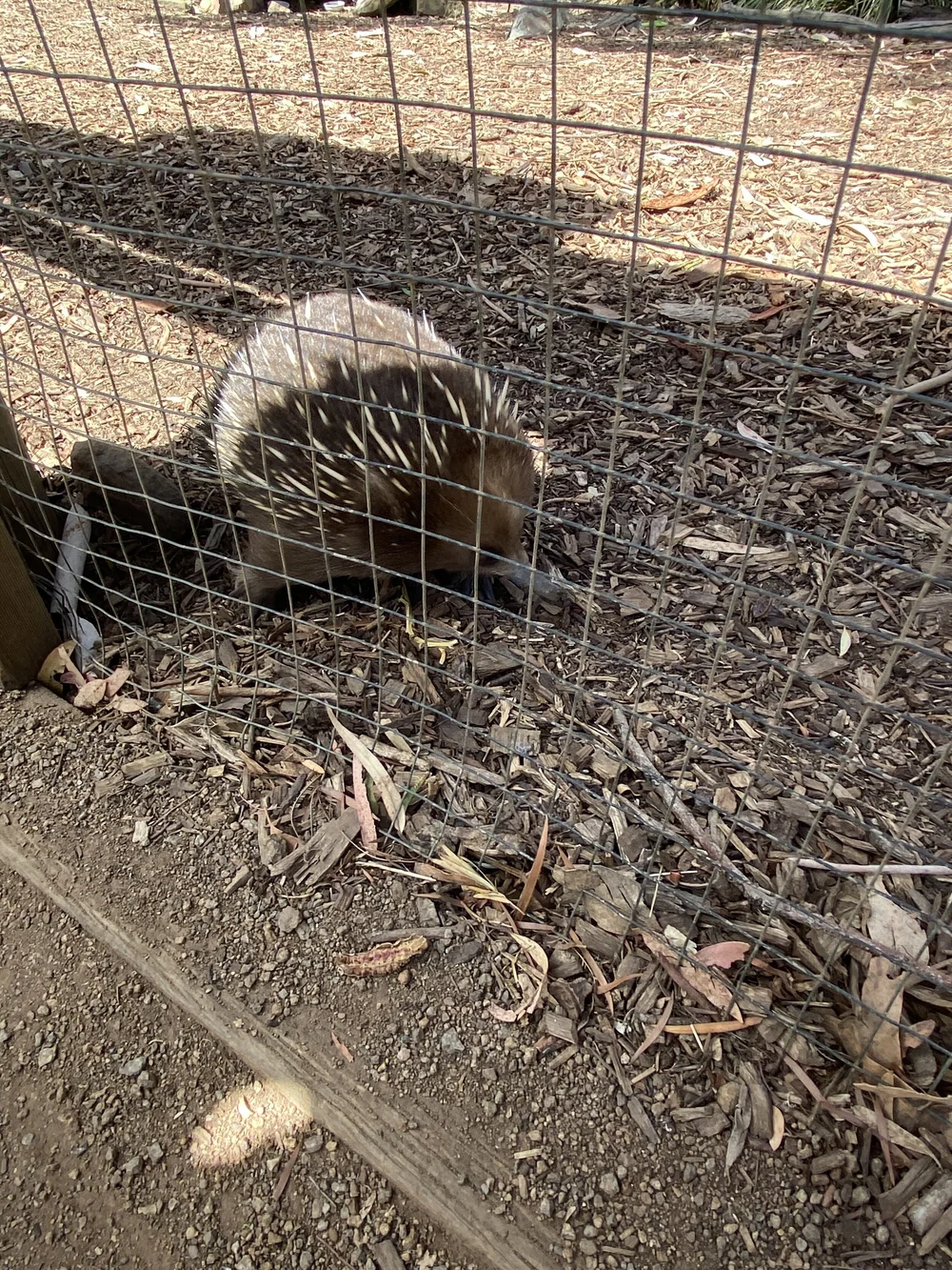 Wildlife Conservation Tasmania Australia