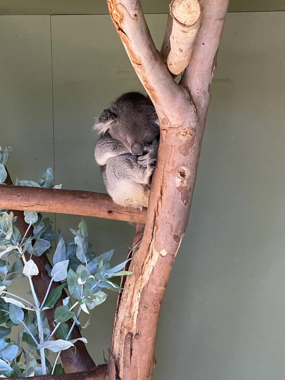 Wildlife Conservation Tasmania Australia