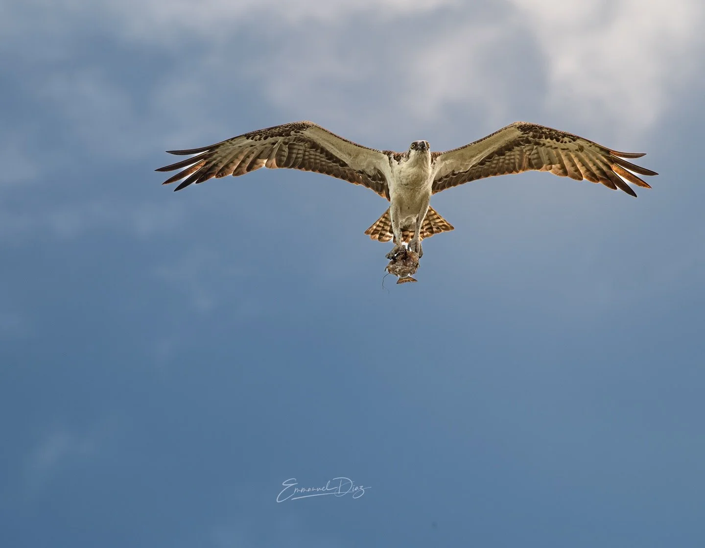 &ldquo;&Aacute;guila Pescadora Cazando en Punta Mosquito Holbox&ldquo;

C&oacute;mo Captur&eacute; Este Momento
Mediod&iacute;a en Punta Mosquito. Me posicion&eacute; bajo los arbustos del per&iacute;metro, usando la vegetaci&oacute;n baja como cober