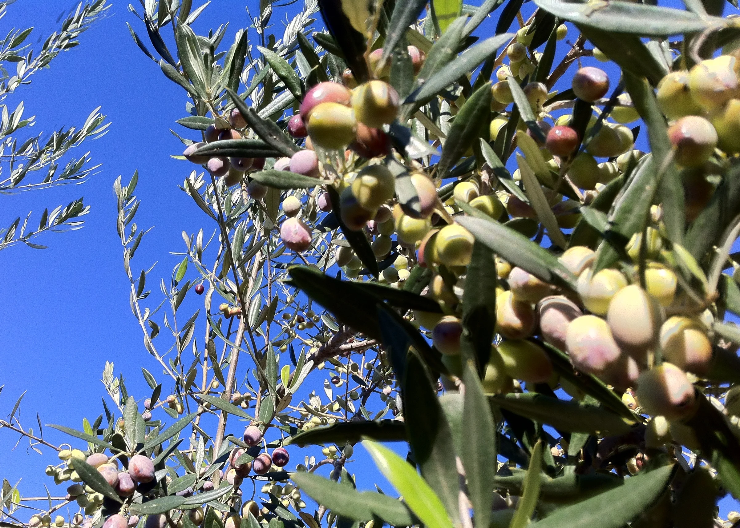 Learn about what makes our extra-virgin olive oil different