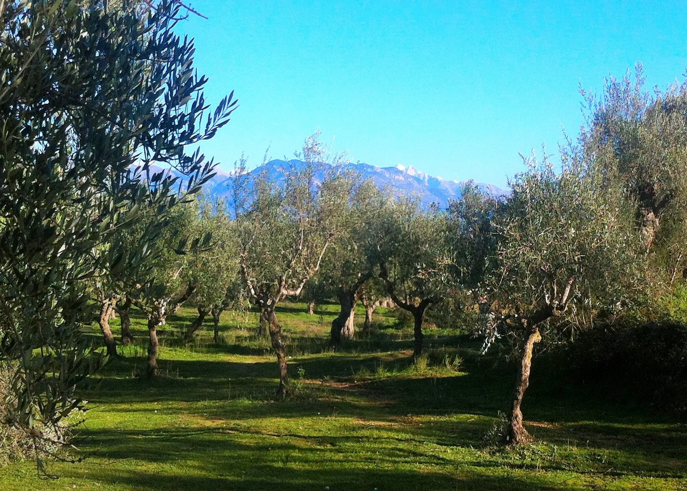 INTRODUCING THE OLIVE CONNECTION