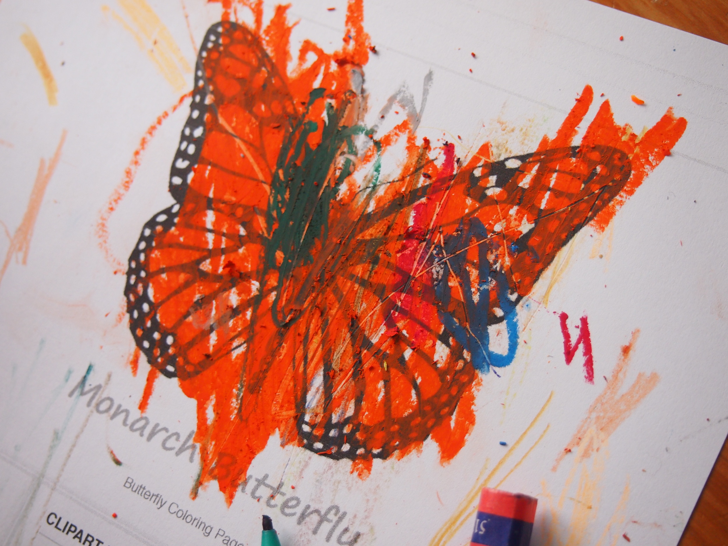 To extend our learning around the monarch butterfly we printed out a black and white image that we coloured 