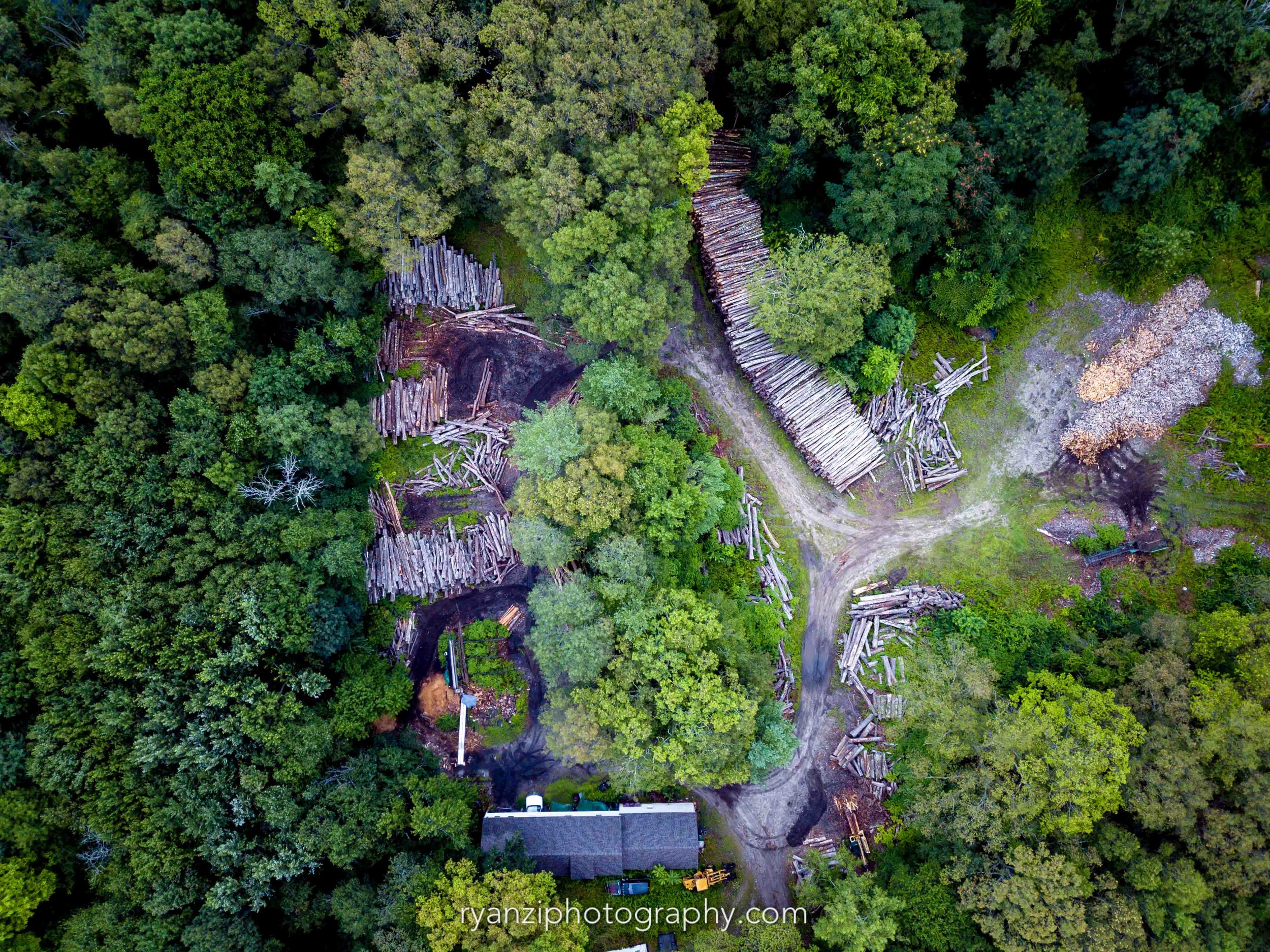 Wood piles in the wood
