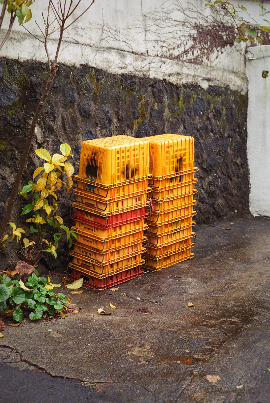 jeju, 2016