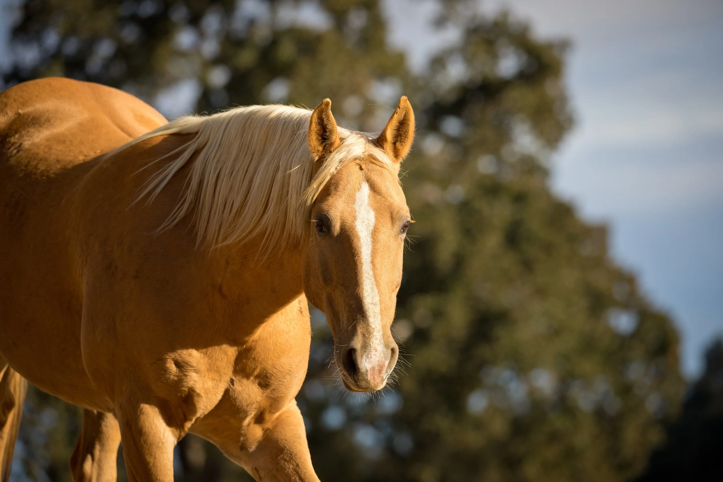 Trigger — Montgomery Creek Ranch A Wild Horse Sanctuary