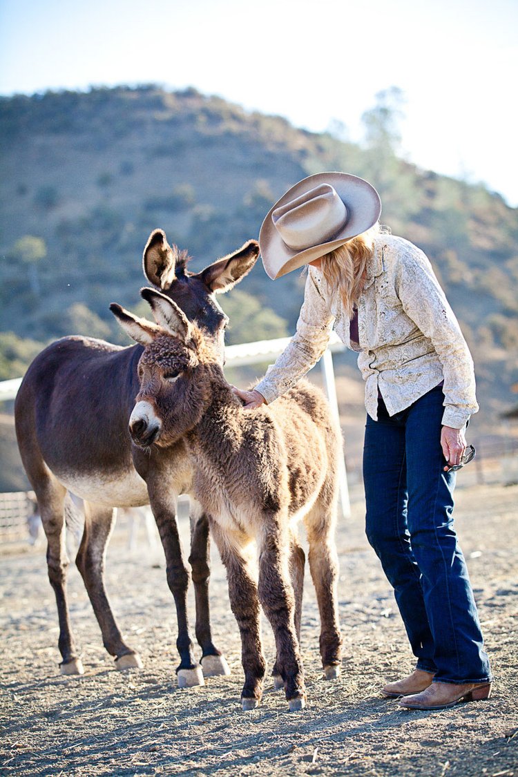 The MCR Burros — Montgomery Creek Ranch - A Wild Horse Sanctuary