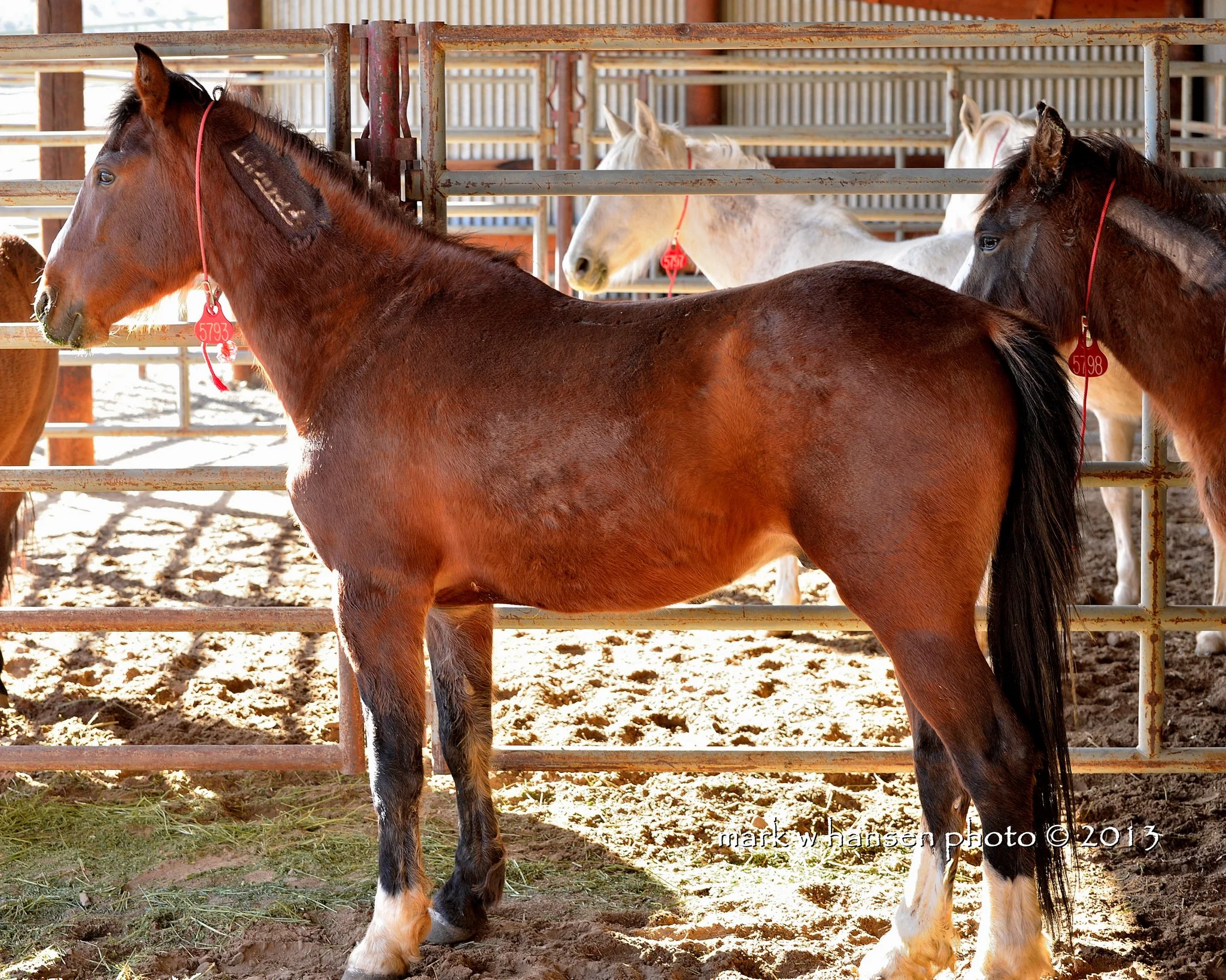 Deer Run horses at auction. Photo by Mark W. Hansen
