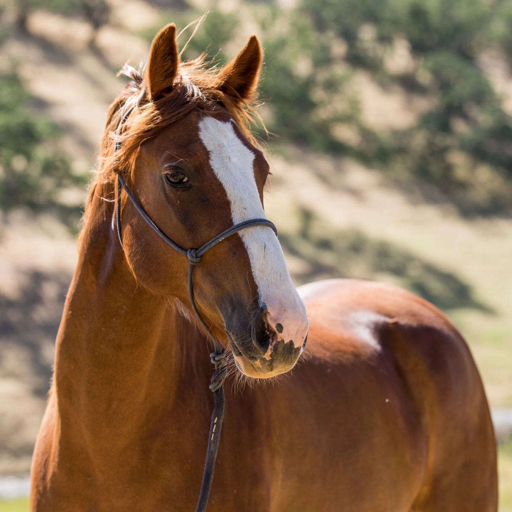 Cowboy-0538.jpg