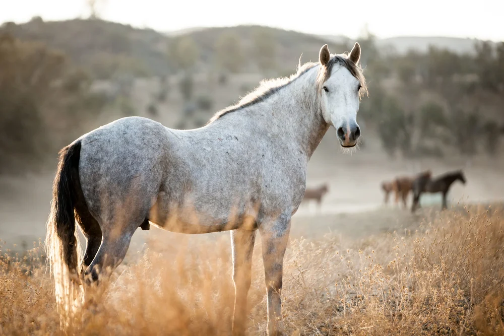 Take Action — Montgomery Creek Ranch - A Wild Horse Sanctuary