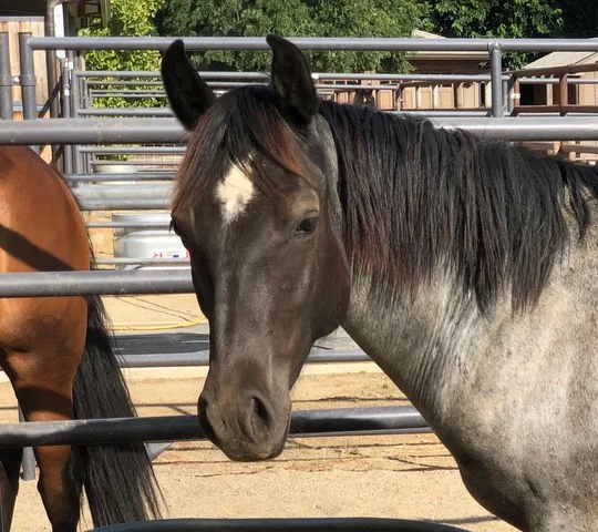 How Much Does a Horse's Thought Weigh?