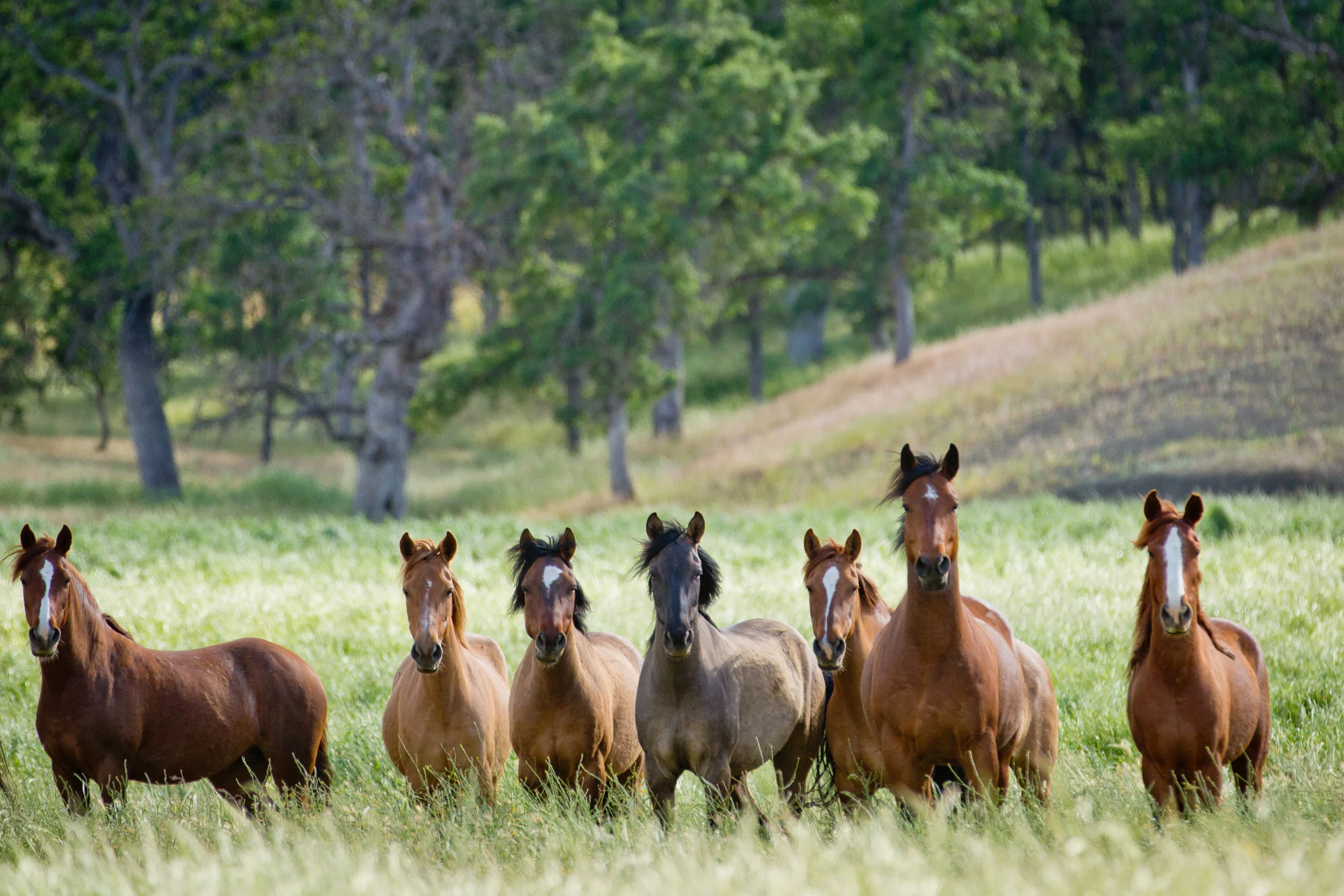 Montgomery Creek Ranch