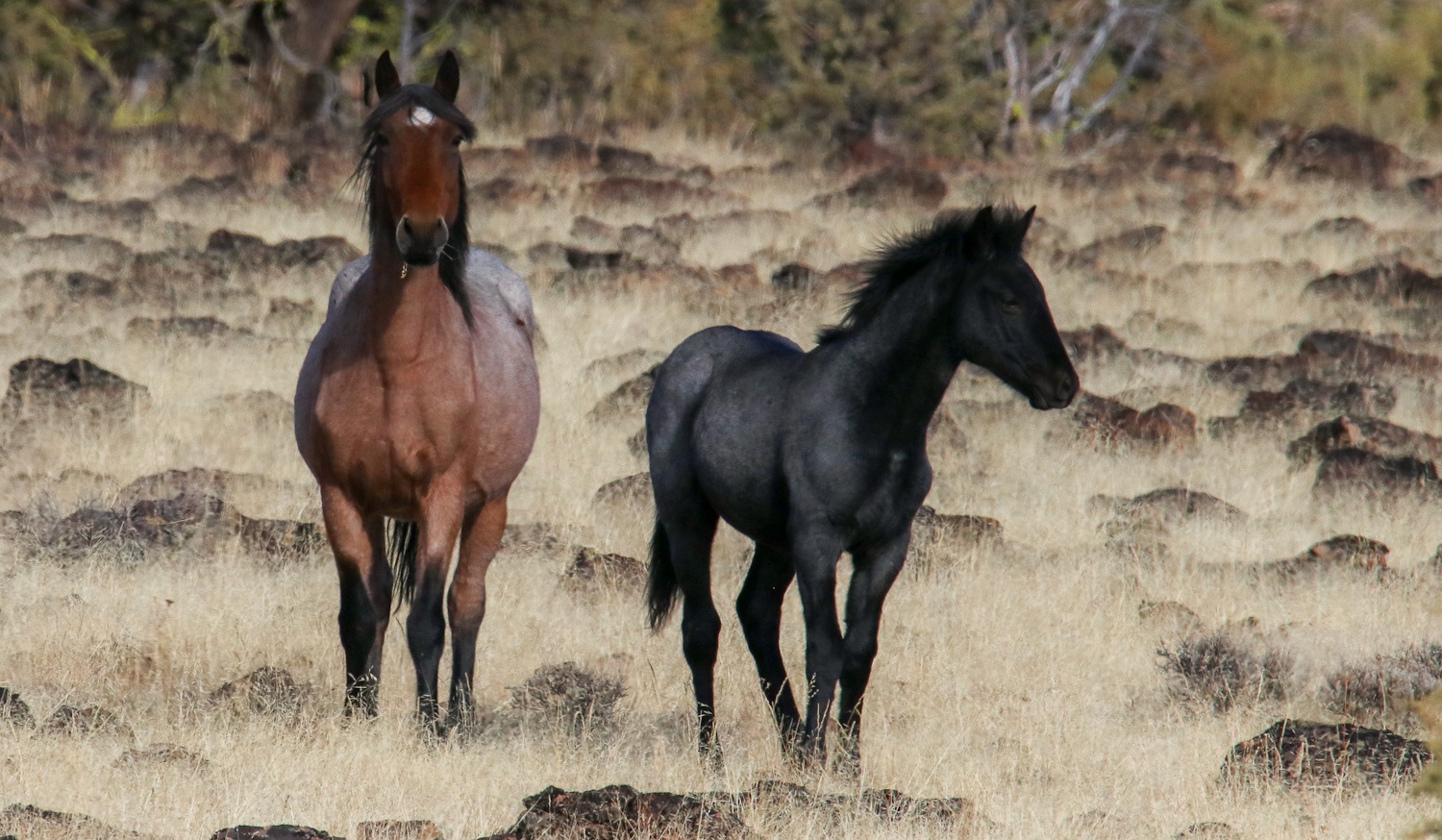 Wild Horse`s Valley © – Freedom for horses