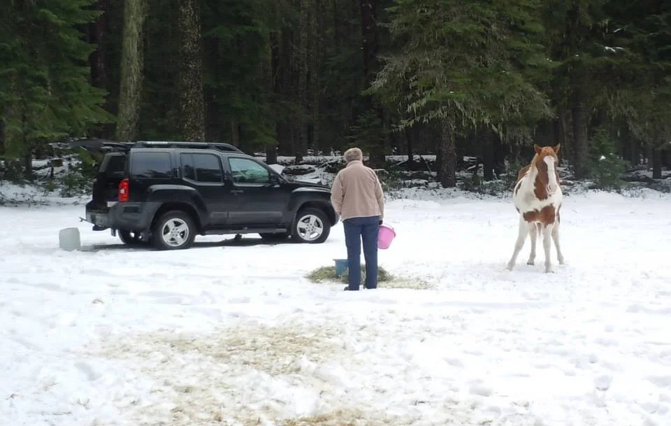 Sound Equine Option (SEO) volunteer and St. Nick at his rescue in 2013. Photo by SEO.
