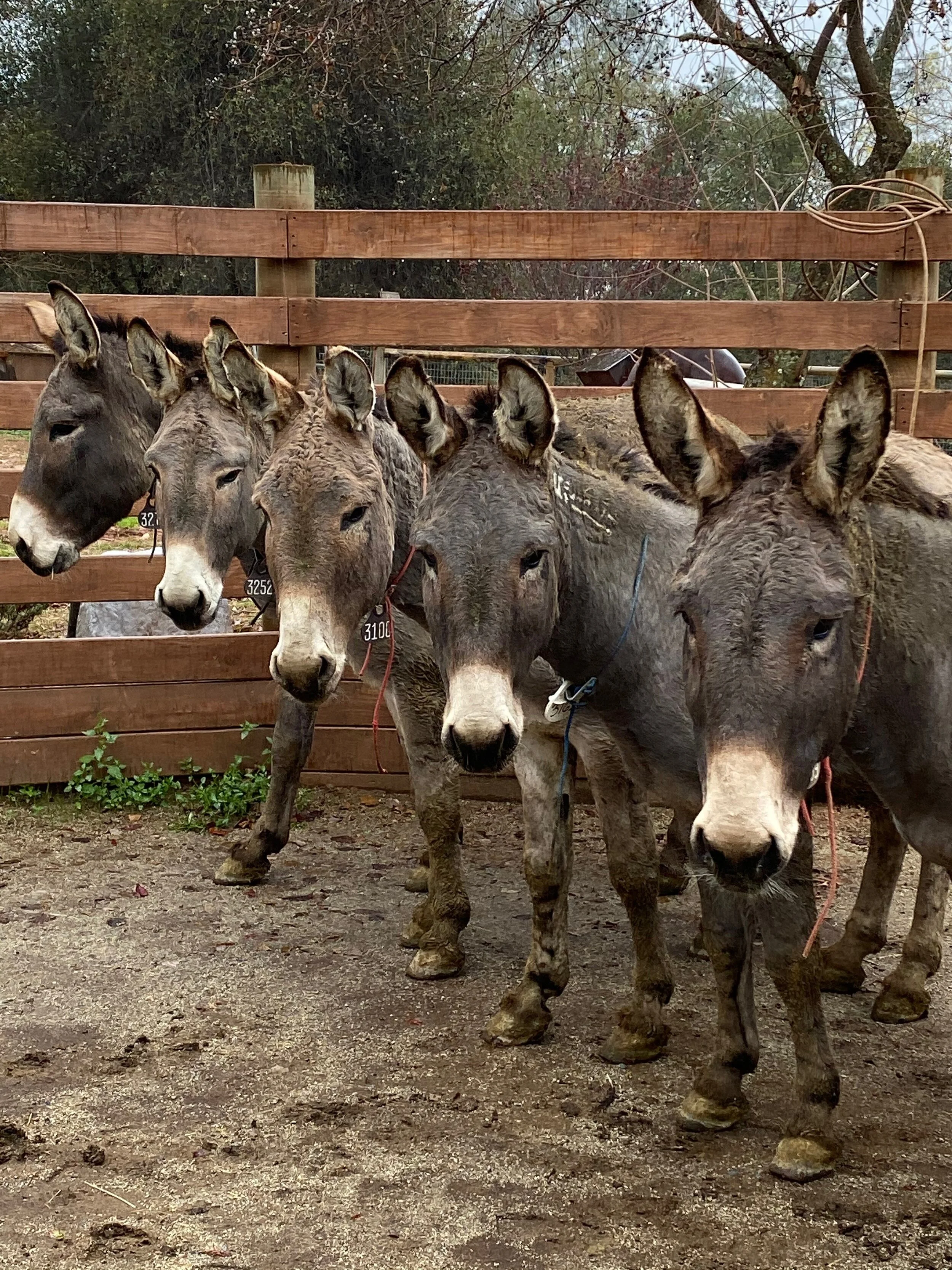 Goldie, Frank and Myrr with two other BLM burros rescued by our partners at Once Wild Ranch. Photo by Once Wild Ranch.
