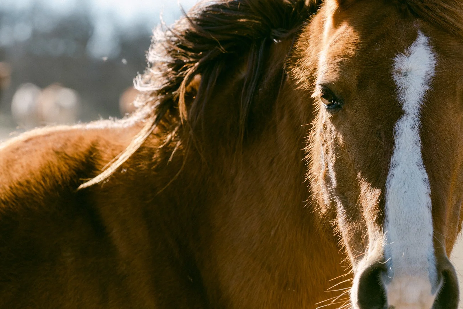 The story of the red dun mustangs of Montgomery Creek Ranch