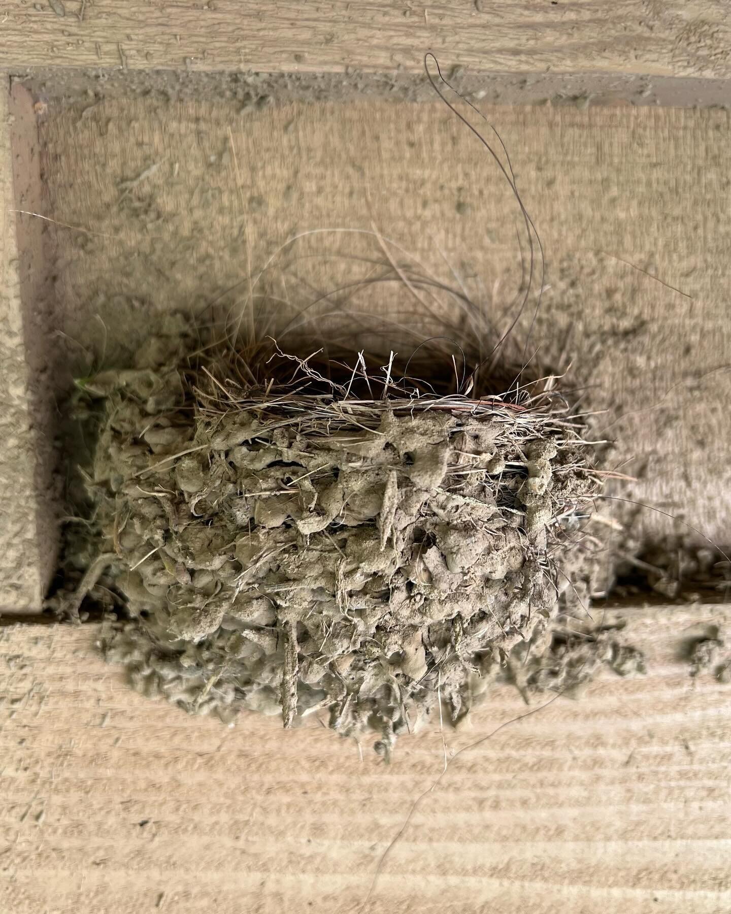 For this wildlife Wednesday, we&rsquo;ll continue to follow our Black Phoebe (a type of flycatcher) pair as they build their nest and raise their brood this spring. Compared to last week, they have now pretty much finished the mud nest including the 
