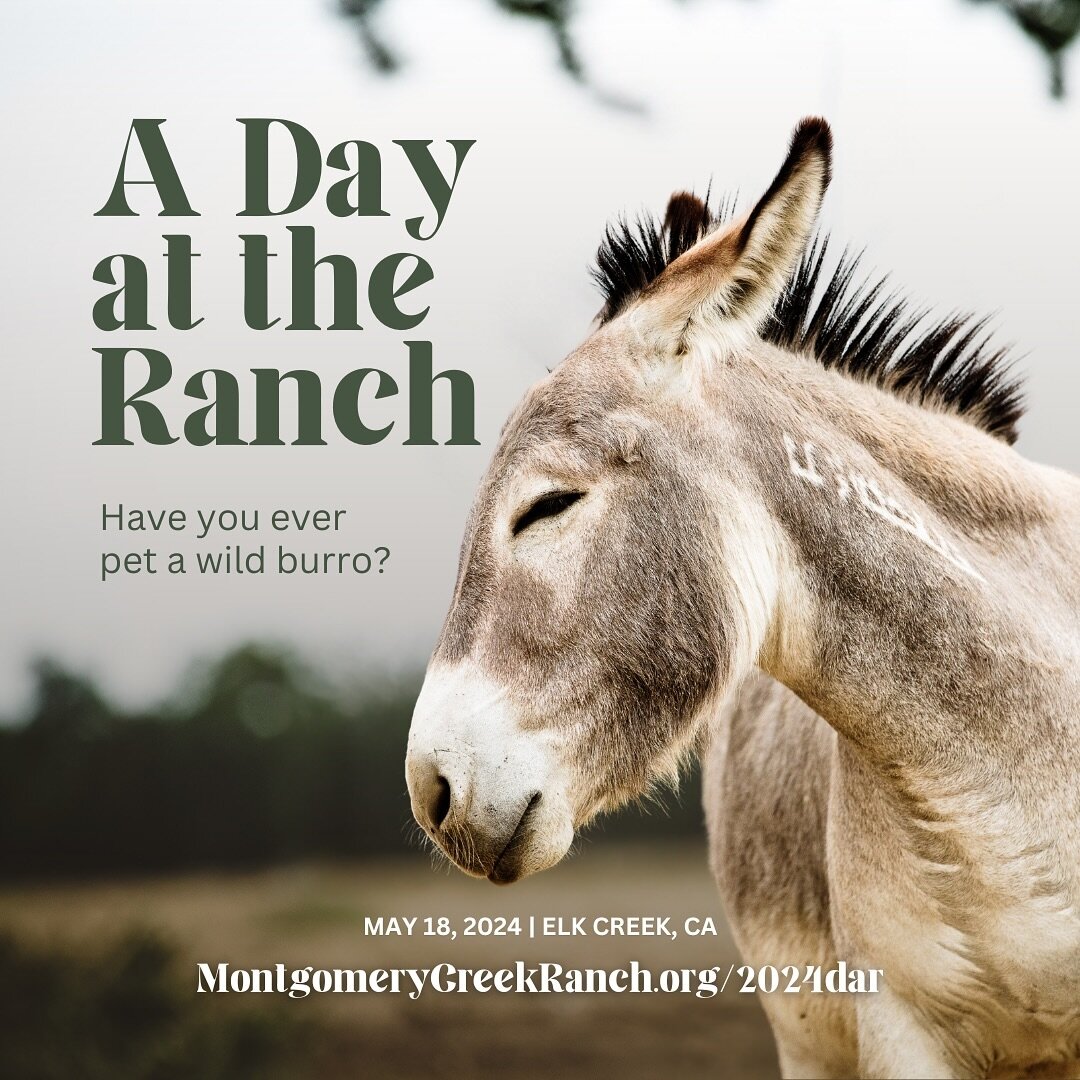 You&rsquo;re invited to our annual Day at the Ranch
Come out and meet our wild horses and burros, enjoy lunch, watch a training demo, or just enjoy the natural beauty, see you soon!
Tickets are available on our website montgomerycreekranch.org and th