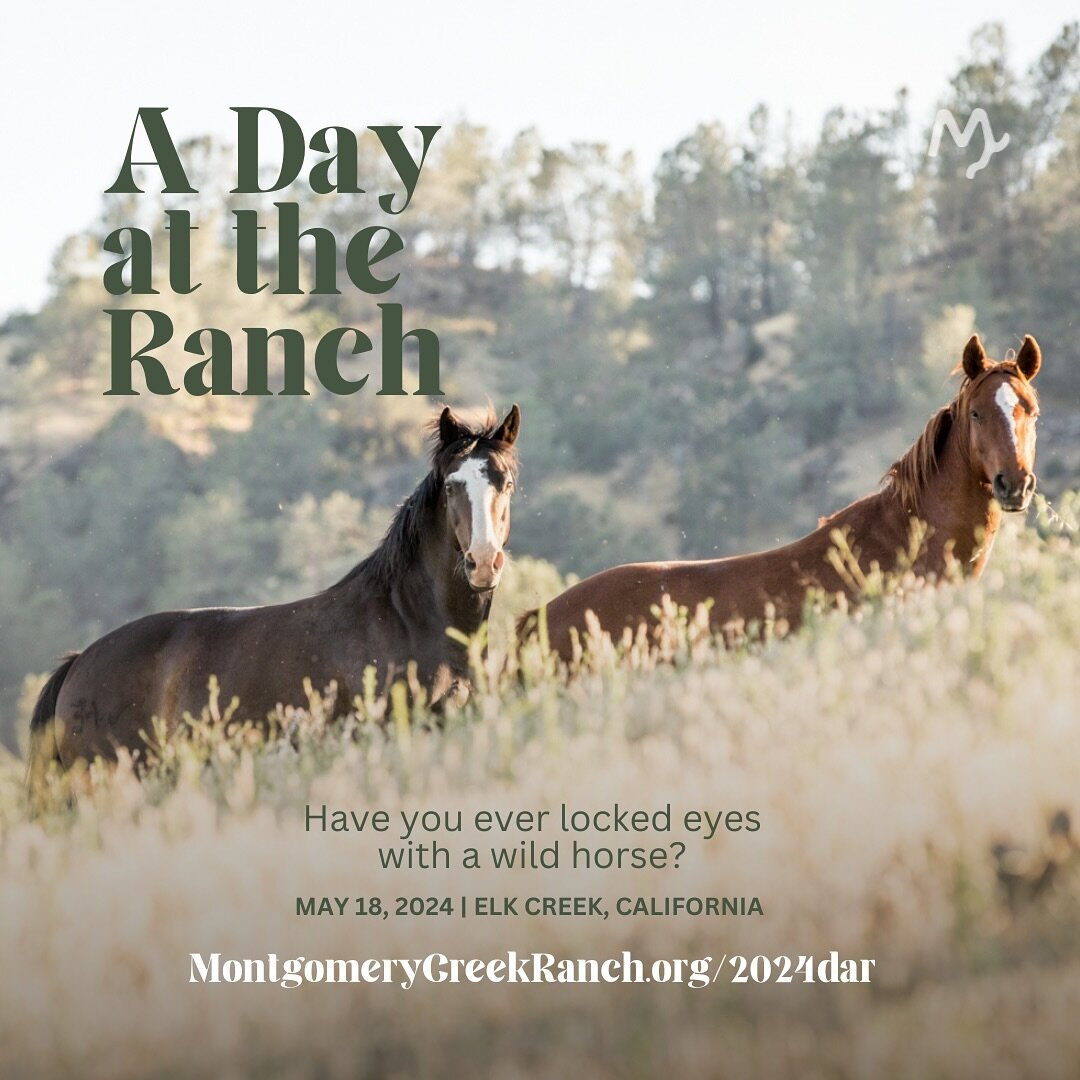 You&rsquo;re invited to our annual Day at the Ranch
Come out and meet our wild horses and burros, enjoy lunch, watch a training demo, and enjoy the natural beauty, see you soon!
Tickets are available on our website montgomerycreekranch.org and throug