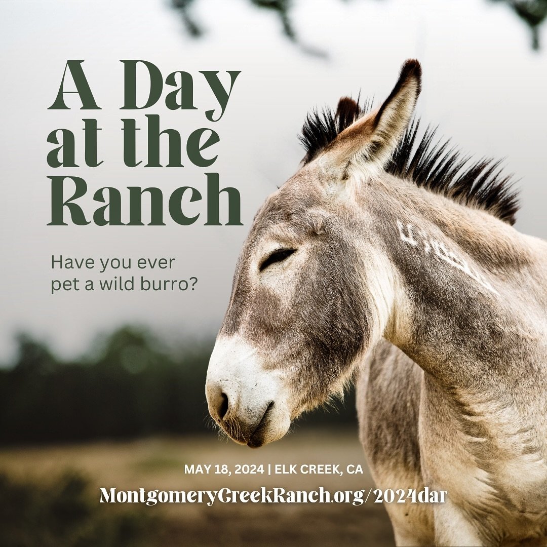 You&rsquo;re invited!
Go to the link in our bio on Instagram or directly to our website https://www.montgomerycreekranch.org/2024dar from Facebook to learn more and get your tickets while they last
#mcrmustangs #mcrdayattheranch #horsesanctuary