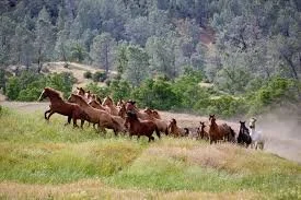 A Day at the Ranch 2026