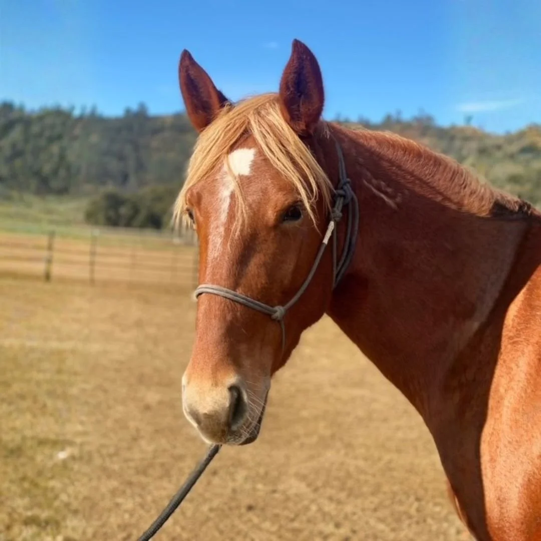Juniper — Montgomery Creek Ranch - A Wild Horse Sanctuary